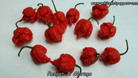 Reaper x Moruga - Pepper Seeds - White Hot Peppers